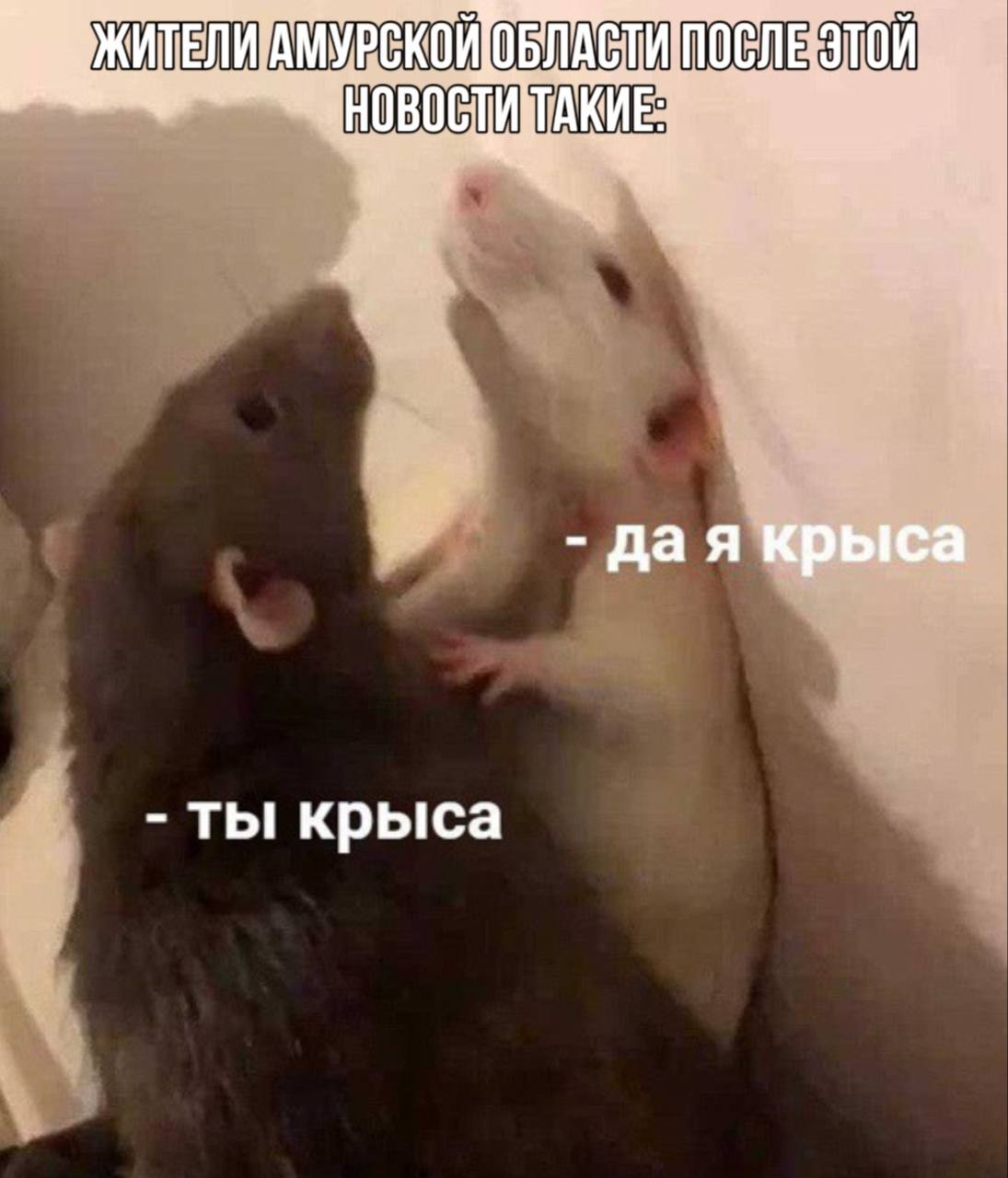 Мем ты крыса да я крыса
