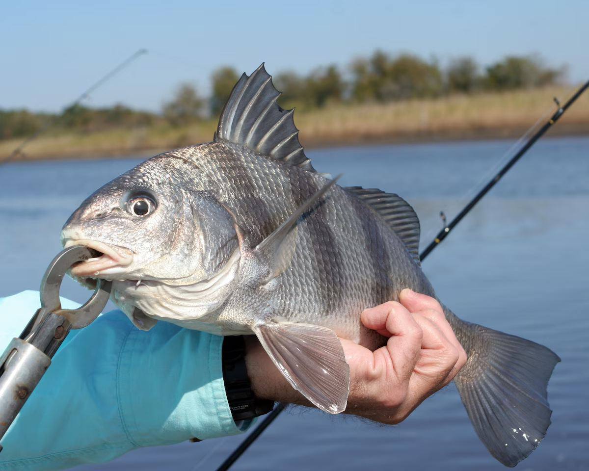 Рыба жизни. Самая стрессовая рыба. Рыба барабан. Black Drum Fish.